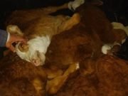 CHACO: ROBARON CUATRO TERNEROS VIVOS Y LOS METIERON EN LA PARTE TRASERA DE UN AUTO.