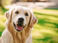 UN PERRO GOLDEN LE ARRANCÓ PARTE DE LA NARIZ A UNA MUJER Y DEBERÁ SER INDEMNIZADA CON MÁS DE 3 MILLONES DE PESOS.