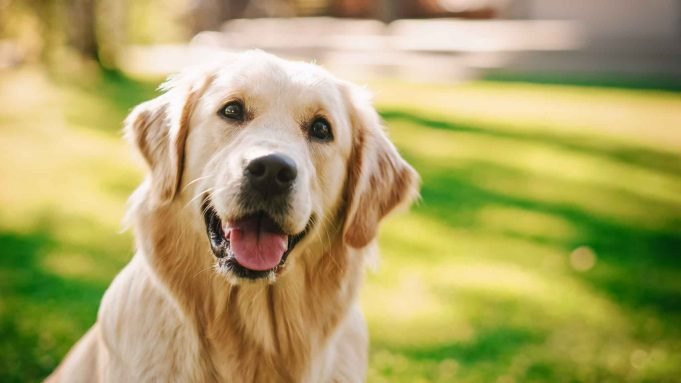 UN PERRO GOLDEN LE ARRANCÓ PARTE DE LA NARIZ A UNA MUJER Y DEBERÁ SER INDEMNIZADA CON MÁS DE 3 MILLONES DE PESOS.