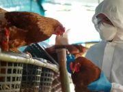 ARGENTINA FUE DECLARADA LIBRE DE GRIPE AVIAR.