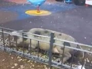 PASA EN REDES: APARECIÓ UNA CHANCHITA EN UNA PLAZA DE ALTA CÓRDOBA ¡MIRÁ!