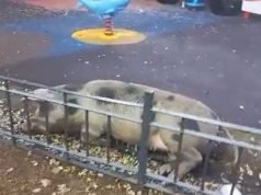 PASA EN REDES: APARECIÓ UNA CHANCHITA EN UNA PLAZA DE ALTA CÓRDOBA ¡MIRÁ!