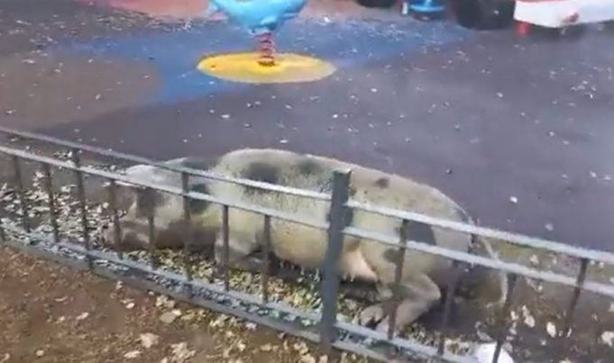 PASA EN REDES: APARECIÓ UNA CHANCHITA EN UNA PLAZA DE ALTA CÓRDOBA ¡MIRÁ!