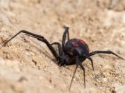 UN NIÑO SE HIZO PICAR POR UNA ARAÑA PARA VER SI SE CONVERTÍA EN SPIDERMAN.