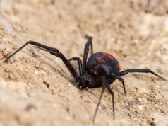 UN NIÑO SE HIZO PICAR POR UNA ARAÑA PARA VER SI SE CONVERTÍA EN SPIDERMAN.