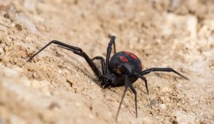 UN NIÑO SE HIZO PICAR POR UNA ARAÑA PARA VER SI SE CONVERTÍA EN SPIDERMAN.