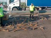 CÓRDOBA – ROSARIO: UN HOMBRE TRASLADABA CAJAS CON ASTAS DE CIERVOS.