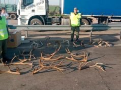 CÓRDOBA – ROSARIO: UN HOMBRE TRASLADABA CAJAS CON ASTAS DE CIERVOS.