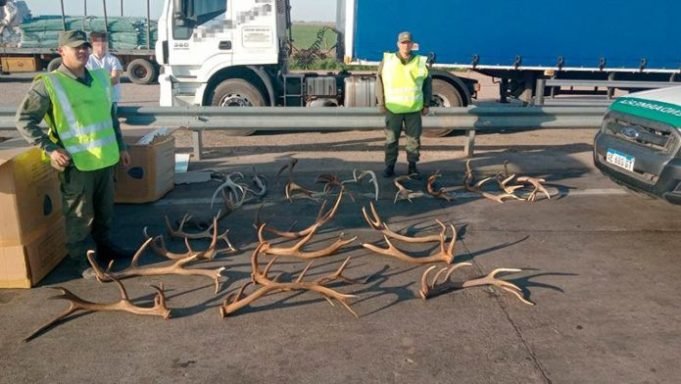 CÓRDOBA – ROSARIO: UN HOMBRE TRASLADABA CAJAS CON ASTAS DE CIERVOS.