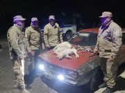 CRUZ DEL EJE: ROBARON UN RENAULT 12, UNA TERNERITA Y TRES LECHONCITOS.