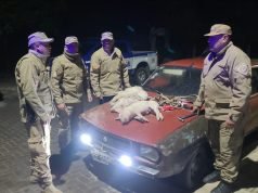 CRUZ DEL EJE: ROBARON UN RENAULT 12, UNA TERNERITA Y TRES LECHONCITOS.