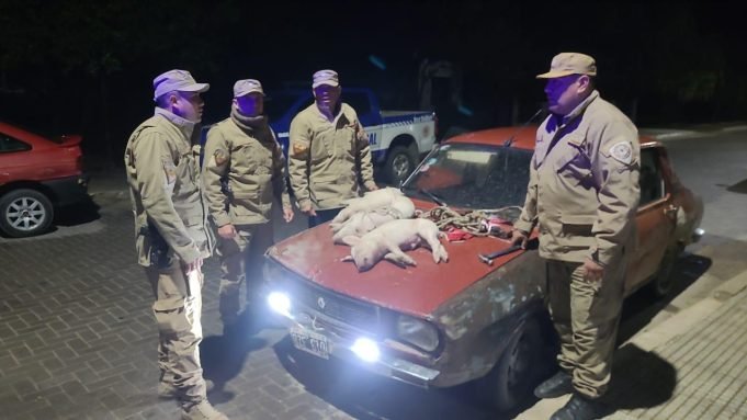 CRUZ DEL EJE: ROBARON UN RENAULT 12, UNA TERNERITA Y TRES LECHONCITOS.
