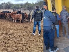 ABIGEATO: LA POLICÍA RECUPERÓ ANIMALES ROBADOS. DETUVIERON A UN HOMBRE EN TULUMBA.