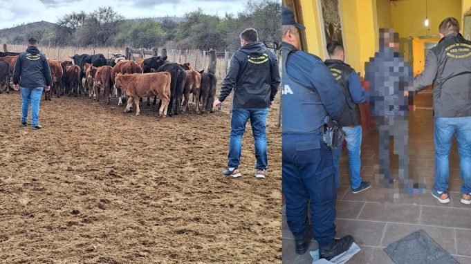 ABIGEATO: LA POLICÍA RECUPERÓ ANIMALES ROBADOS. DETUVIERON A UN HOMBRE EN TULUMBA.