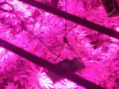 POR UN RUIDO LLAMÓ AL 911. HABÍA UN VIVERO DE MARIHUANA EN EL TECHO.
