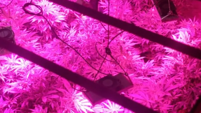 POR UN RUIDO LLAMÓ AL 911. HABÍA UN VIVERO DE MARIHUANA EN EL TECHO.