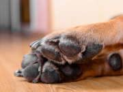 DEÁN FUNES: PESUNTO CASO DE ZOOFILIA. UN HOMBRE HABRÍA ABUSADO SEXUALMENTE DE UN PERRO.