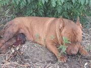 CRUELDAD ANIMAL: ABANDONARON A UN PERRO EN LA PUERTA DEL REFUGIO CON LESIONES EN SUS GENITALES.