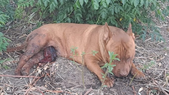 CRUELDAD ANIMAL: ABANDONARON A UN PERRO EN LA PUERTA DEL REFUGIO CON LESIONES EN SUS GENITALES.