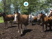 CONFIRMARON EL 1° BROTE DE ENCEFALOMIELITIS EQUINA EN CÓRDOBA.