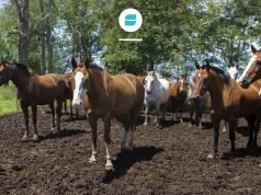 CONFIRMARON EL 1° BROTE DE ENCEFALOMIELITIS EQUINA EN CÓRDOBA.