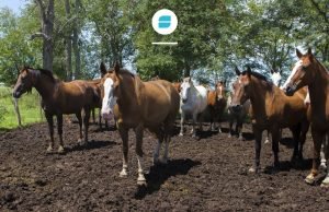 CONFIRMARON EL 1° BROTE DE ENCEFALOMIELITIS EQUINA EN CÓRDOBA.