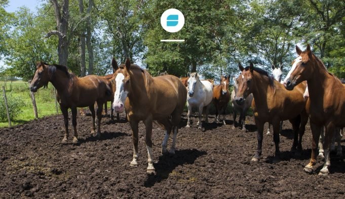 CONFIRMARON EL 1° BROTE DE ENCEFALOMIELITIS EQUINA EN CÓRDOBA.