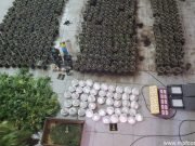 CÓRDOBA: FPA DESBARATÓ UN INVERNADERO DE MARIHUANA EN BARRIO MÜLLER.