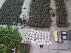 CÓRDOBA: FPA DESBARATÓ UN INVERNADERO DE MARIHUANA EN BARRIO MÜLLER.