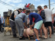 JESÚS MARÍA: VOLCÓ UN CAMIÓN CON 240 CHANCHOS Y LA GENTE SE LLEVÓ LOS ANIMALES.