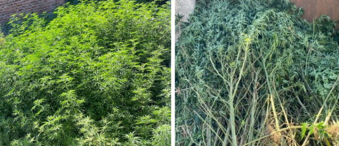 UN ABUELO DE 73 AÑOS TENÍA MÁS DE 110 PLANTINES DE MARIHUANA.