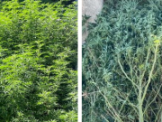 UN ABUELO DE 73 AÑOS TENÍA MÁS DE 110 PLANTINES DE MARIHUANA.