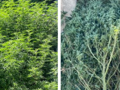 UN ABUELO DE 73 AÑOS TENÍA MÁS DE 110 PLANTINES DE MARIHUANA.