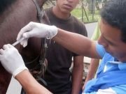 TODOS LOS CABALLOS DEL PAÍS DEBERÁN ESTAR VACUNADOS CONTRA LA ENCEFALOMIELITIS EQUINA.