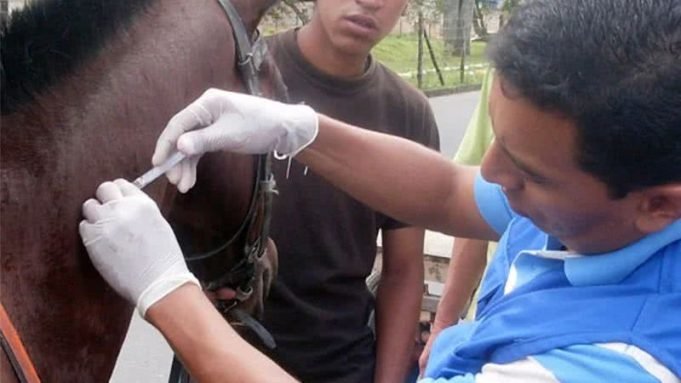 TODOS LOS CABALLOS DEL PAÍS DEBERÁN ESTAR VACUNADOS CONTRA LA ENCEFALOMIELITIS EQUINA.