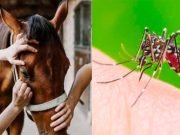 CÓRDOBA: CONFIRMAN TRES CASOS DE ENCEFALOMIELITIS EQUINA EN HUMANOS.