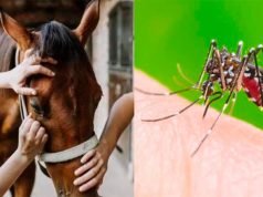 CÓRDOBA: CONFIRMAN TRES CASOS DE ENCEFALOMIELITIS EQUINA EN HUMANOS.