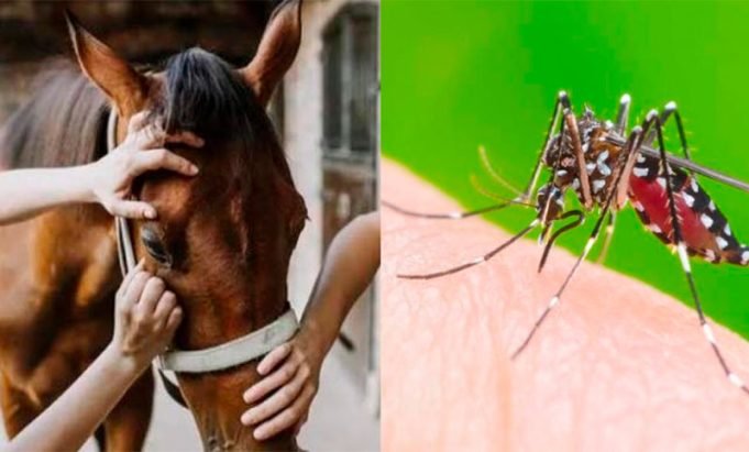 CÓRDOBA: CONFIRMAN TRES CASOS DE ENCEFALOMIELITIS EQUINA EN HUMANOS.