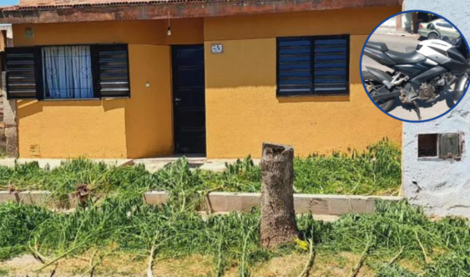 DESCUBRIERON UN VIVERO DE MARIHUANA PORQUE LAS RAMAS SOBREPASABAN LA TAPIA.