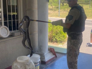 ENCONTRARON UNA BOA DE 2 METROS EN UN COUNTRY DE CÓRDOBA.