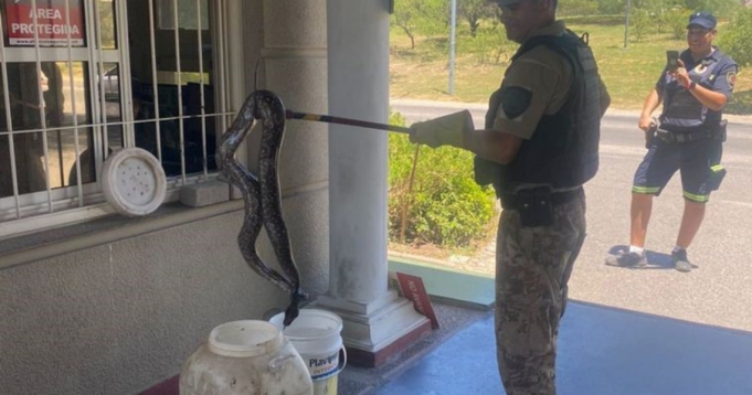 ENCONTRARON UNA BOA DE 2 METROS EN UN COUNTRY DE CÓRDOBA.