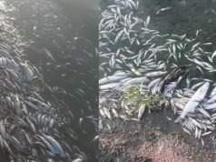 CRUZ DEL EJE: PREOCUPACIÓN POR MILES DE PECES MUERTOS POR ASFIXIA.
