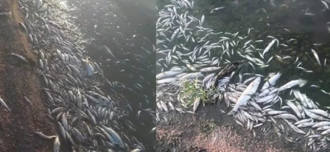 CRUZ DEL EJE: PREOCUPACIÓN POR MILES DE PECES MUERTOS POR ASFIXIA.