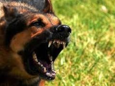 UNA NENITA DE UN AÑO FALLECIÓ TRAS SER ATACADA POR SU PERRO.