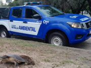 HALLARON UNA TORTUGA ACUÁTICA PONIENDO HUEVOS EN EL PARQUE SARMIENTO.