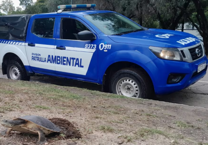 HALLARON UNA TORTUGA ACUÁTICA PONIENDO HUEVOS EN EL PARQUE SARMIENTO.