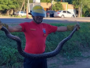 RÍO SECO: ENCONTRARON UNA LAMPALAGUA DE DOS METROS AL COSTADO DE LA RUTA NACIONAL 9N.