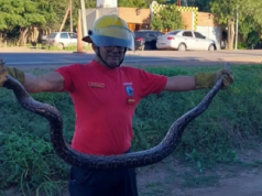 RÍO SECO: ENCONTRARON UNA LAMPALAGUA DE DOS METROS AL COSTADO DE LA RUTA NACIONAL 9N.