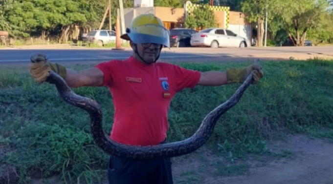 RÍO SECO: ENCONTRARON UNA LAMPALAGUA DE DOS METROS AL COSTADO DE LA RUTA NACIONAL 9N.