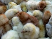 DEÁN FUNES: ENTREGA DE POLLITOS PARRILLEROS Y ALIMENTO A PRODUCTORES.